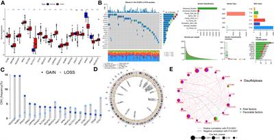 Identification of disulfidptosis-related subgroups and prognostic signatures in lung adenocarcinoma using machine learning and experimental validation